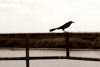 Crow, Lake Ocachobee, FL