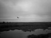 Buzzard, Paynes Prarie, Gainesville FL
