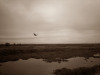 Buzzard, Paynes Prarie, Gainesville FL