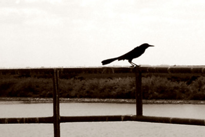 Crow, Lake Ocachobee, FL