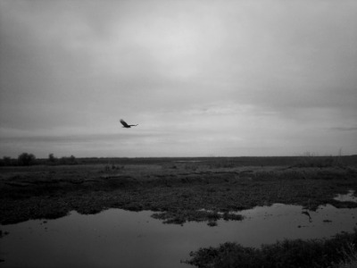 Buzzard, Paynes Prarie, Gainesville FL