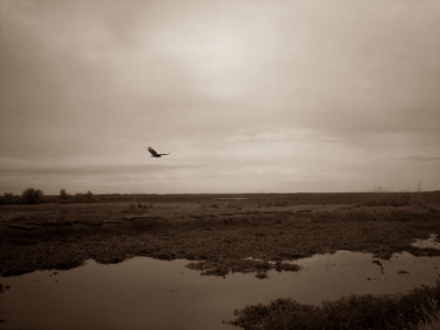 Buzzard, Paynes Prarie, Gainesville FL