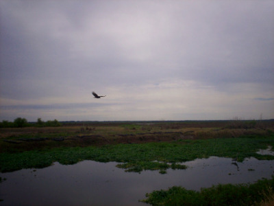 Buzzard, Paynes Prarie, Gainesville FL